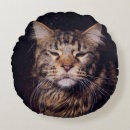 Recherche de maine coon coussins Adorable