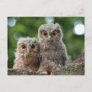 Recherche de deux animaux cartes postales Hibou