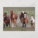 Recherche de troupeau de chevaux sauvages cartes postales Ouest