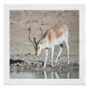 Recherche de antilope posters Mammifère