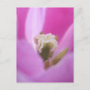 Zoek naar keukenhof tuinen briefkaarten Lente