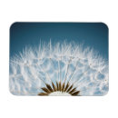 Recherche de graines magnets Mauvaise herbe