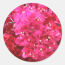 Recherche de arbuste autocollants Flore
