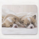 Recherche de gallois tapis souris Chiot