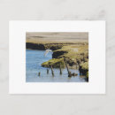 Recherche de mouette en vol cartes postales Oiseaux