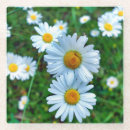 Recherche de marguerite dessous de verres Jaune