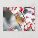 Recherche de houx cartes postales Oiseau