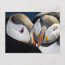 Recherche de oiseaux de mer cartes postales Animal