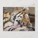 Zoek naar siberische tijger briefkaarten Dierentuin