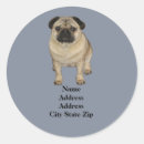 Recherche de chiot carlin autocollants Chiots