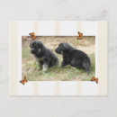 Recherche de petit papillon cartes postales Chiot