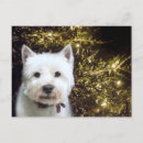 Recherche de noël westie cartes postales Dog