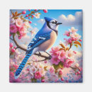 Recherche de geai bleu magnets Animal