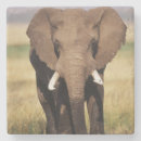 Recherche de savane dessous de verres Image en couleur