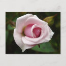 Recherche de anglaise cartes postales Rose