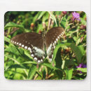Recherche de papillon noir tapis souris Photographie