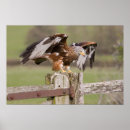 Recherche de vol de cerf volant posters Oiseau de proie