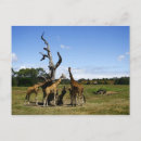 Recherche de animaux savane cartes postales Sauvage