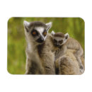 Recherche de lemur magnete Primate