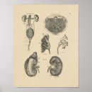 Zoek naar klieren posters Anatomie