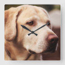 Recherche de labrador retriever horloges Dog