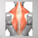 Zoek naar pezen posters Biomedische illustraties