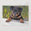 Recherche de chiots rottweiler cartes postales Rottweiller