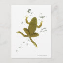Recherche de grenouille verte cartes postales Humour