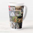 Recherche de kitties tasses Chats