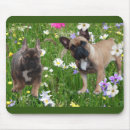 Recherche de french bulldog tapis souris Chiot