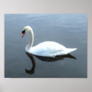Zoek naar zwanen posters Serene