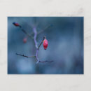 Recherche de fruits rouges cartes postales Rose