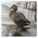 Recherche de canard carreaux Étang