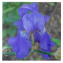 Recherche de iris carreaux Bleu