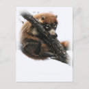 Recherche de portraits animaux cartes postales Désert