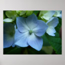 Recherche de hortensia bleu art Nature