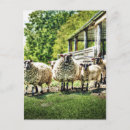 Zoek naar schapen briefkaarten Gras