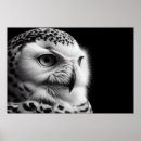 Recherche de hibou blanc posters Oiseau