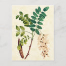 Zoek naar vintage botanisch briefkaarten Bloem