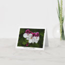 Recherche de pélargonium vœux cartes Pelargonium