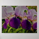Zoek naar iris bloem posters Paarse bloemen