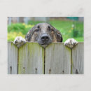 Recherche de berge cartes postales Chiot