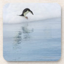 Zoek naar pinguin bar drinkwaren Dag