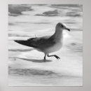 Recherche de oiseau de b art Blanc