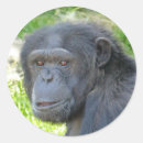 Recherche de chimpanzé autocollants Faune