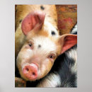 Zoek naar varkens posters Dieren