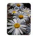 Recherche de marguerites magnets Fleurs