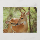 Recherche de bambi cartes postales Bébé