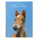 Recherche de foal Pony