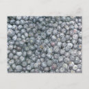 Recherche de myrtilles cartes postales Bleuets